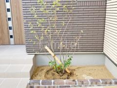 レンガ花壇 ユニソン ソイルレンガ シンボルツリー ソヨゴ 常緑樹 植栽